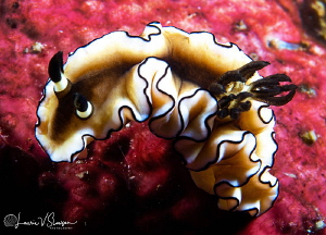 Dorisprismatica atromarginata/Photographed with a 60 mm m... by Laurie Slawson 